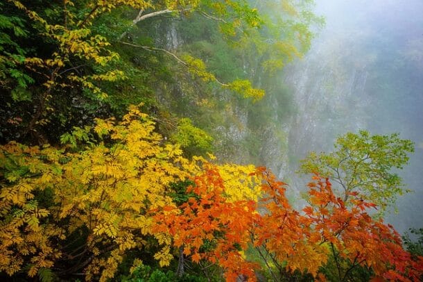 Acer Palmatum Orange Dream