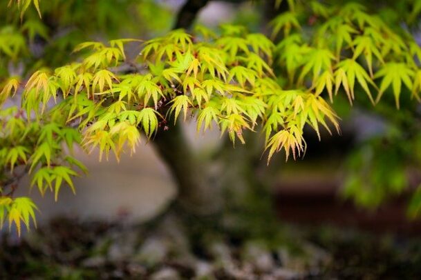 Acer Palmatum Dissectum
