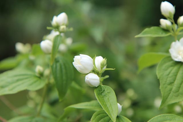 seringat bouturage