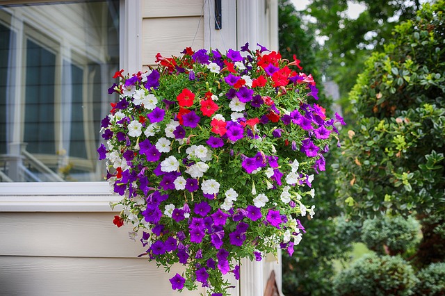 pétunia retombant