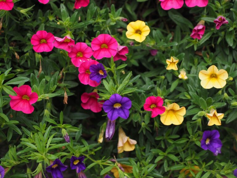 pétunia fleurs