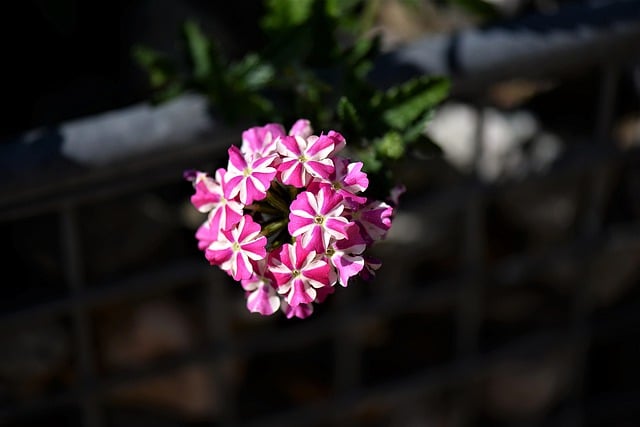 pétunia surfinia