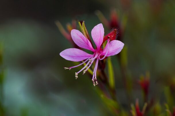 gaura rose