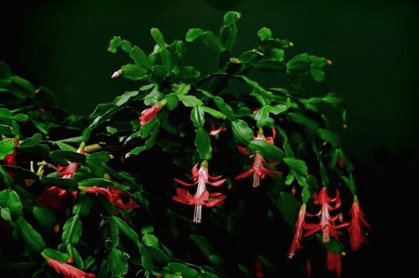 floraison cactus de noel