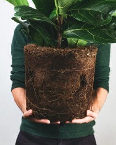 ficus benjamina bonsai