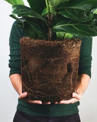 ficus benjamina bonsai