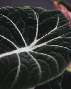 alocasia black velvelt