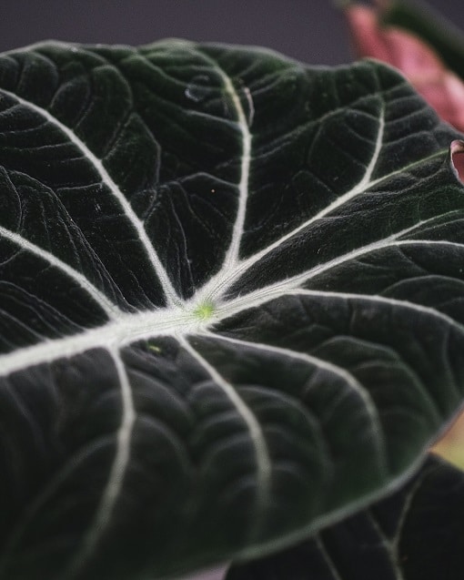alocasia black velvelt