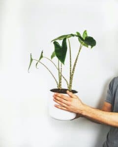 alocasia zebrina