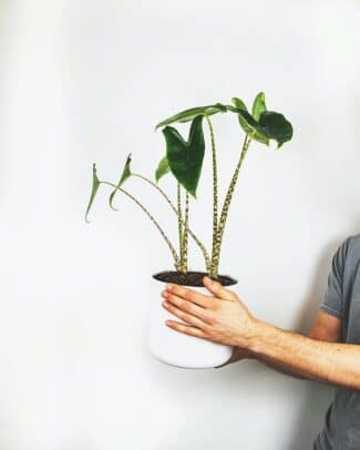 alocasia zebrina