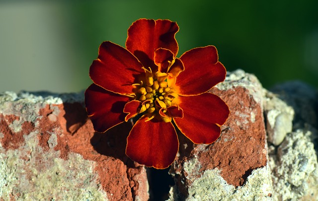 fleur giroflée