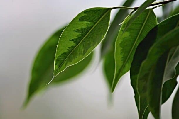ficus benjamina arrosage