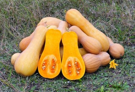 courge musquée