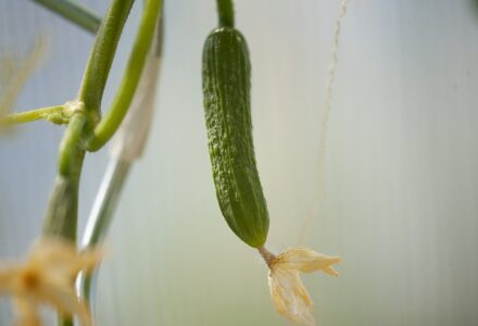 Graines de concombre : comment les récupérer ? - Mon Coach Jardin