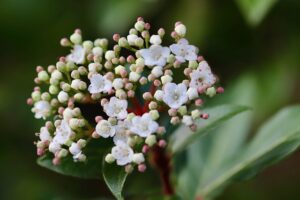 viburnum tinus
