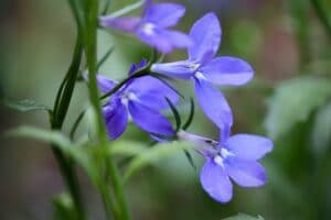 lobelia bleu
