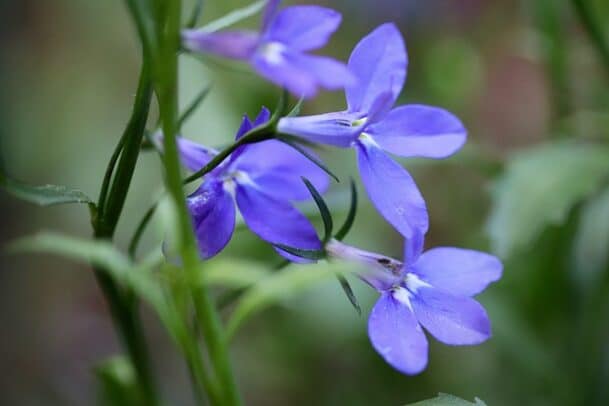 lobelia bleu