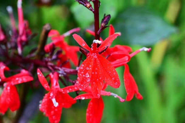 lobelia cardinalis