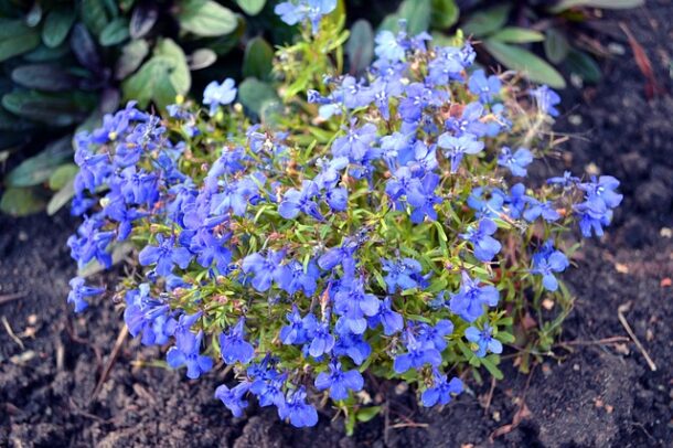 lobelia erinus