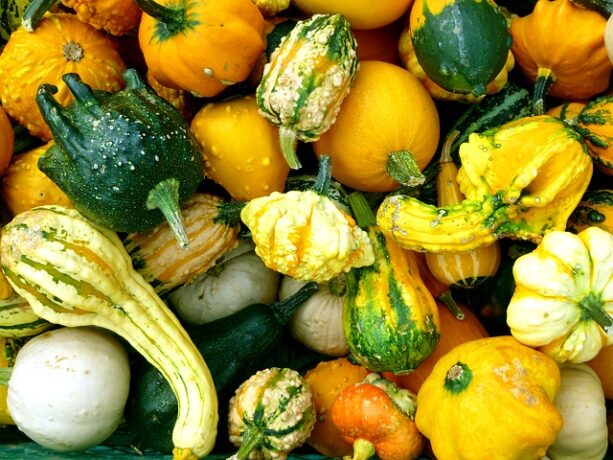 courges comestibles