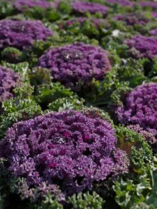 chou-fleur violet