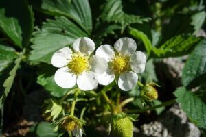 fleurs fraisier