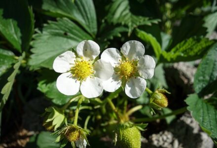 fleurs fraisier