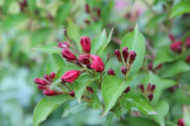 weigelia rouge