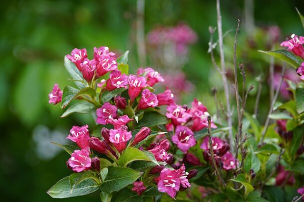 weigelia marjorie