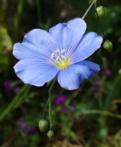 Fleur_lin
