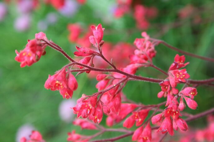 Heuchera