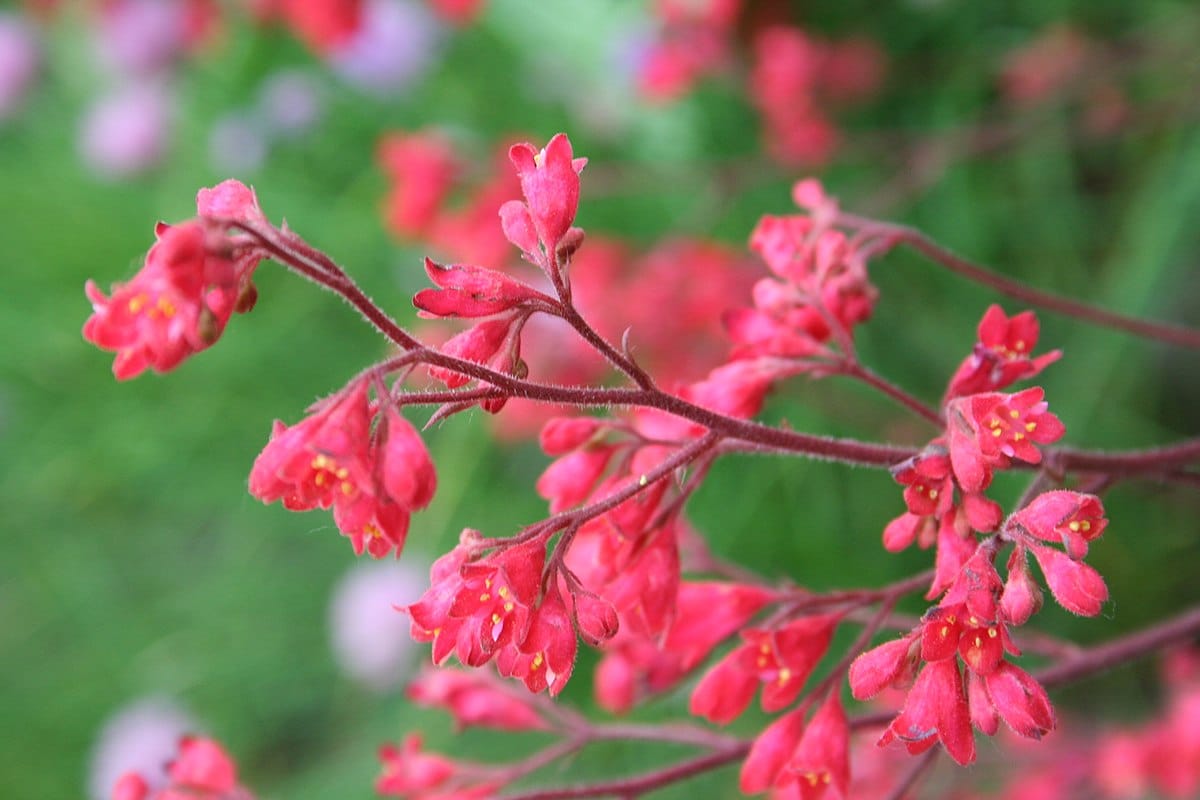 Heuchera