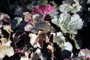 Heuchera pourpre