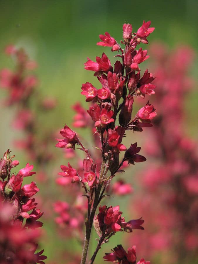Heuchera sanguinea