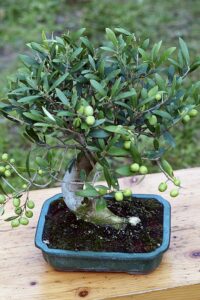 Olivier_Bonsai