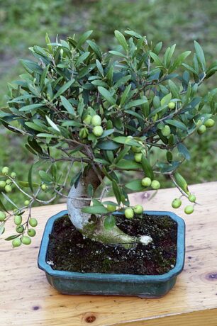 Olivier_Bonsai