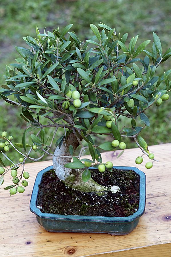 Olivier_Bonsai