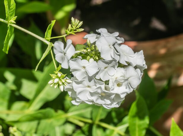 Phlox_divaricata