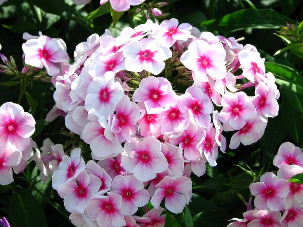 Phlox_paniculata