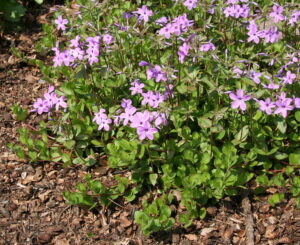 Phlox_stolonifera