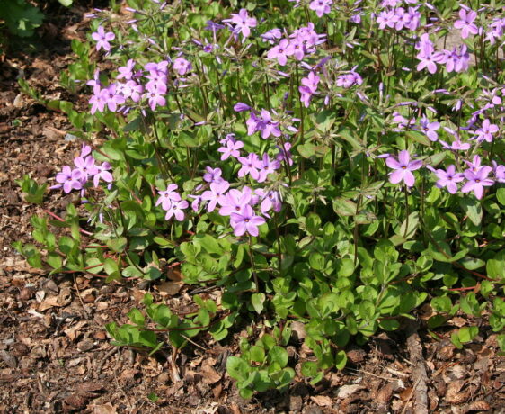 Phlox_stolonifera