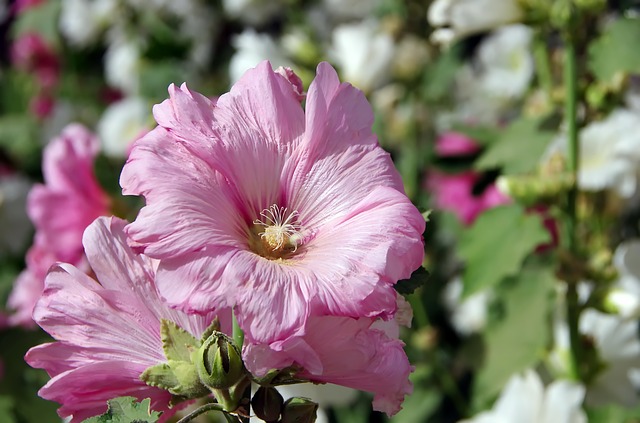 Hibiscus althéa