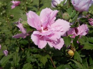 hibiscus de Syrie