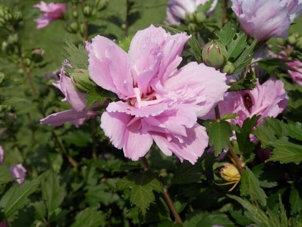 hibiscus de Syrie