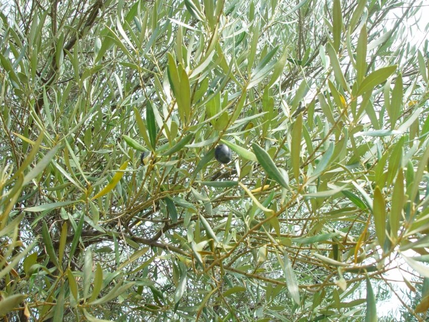 arbre-olivier