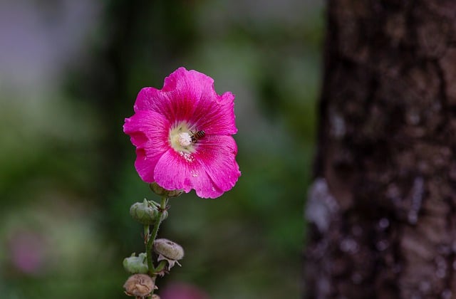 mauve en arbre