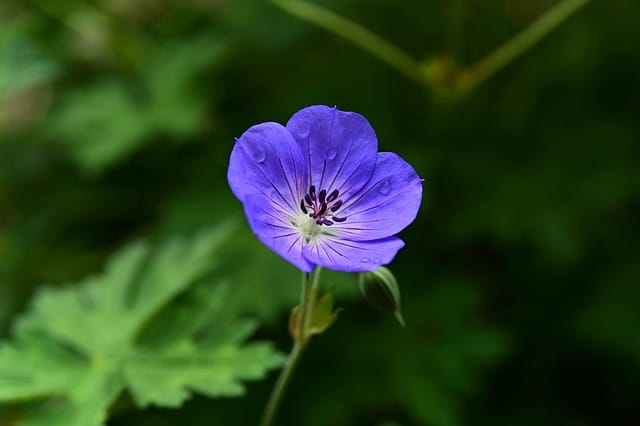 géranium vivace bleu
