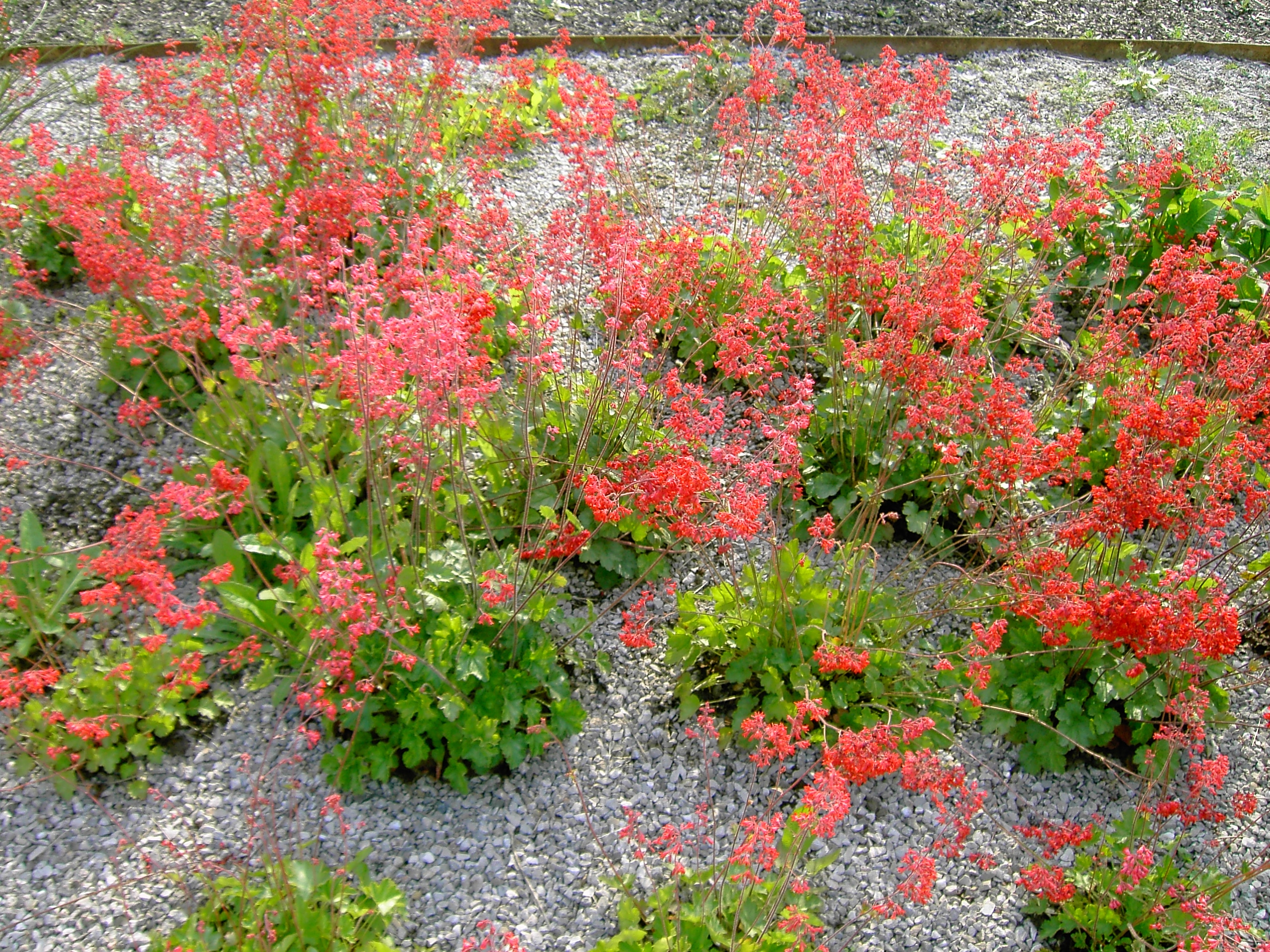 Désespoir du peintre