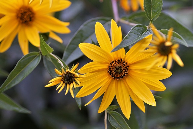 fleurs topinambour