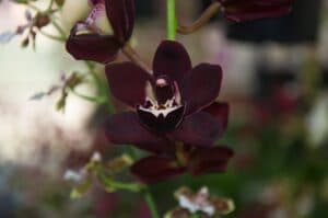 orchidee-noire